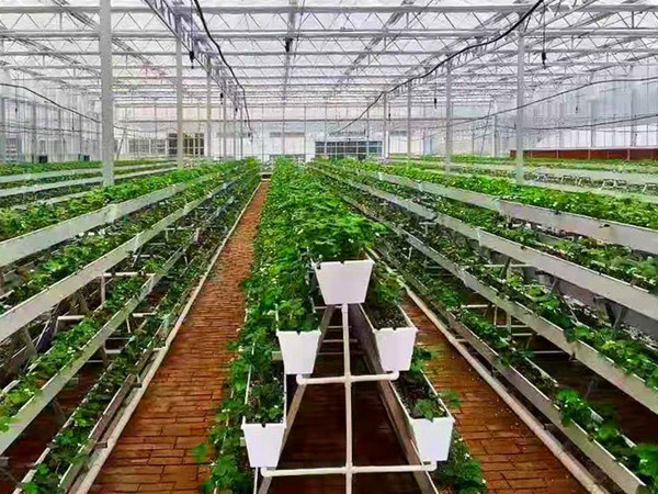 智能温室无土栽培作物的特点
